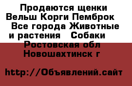 Продаются щенки Вельш Корги Пемброк  - Все города Животные и растения » Собаки   . Ростовская обл.,Новошахтинск г.